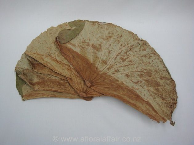 Lotus Leaves assorted Sizes approx 10pcs Wheat